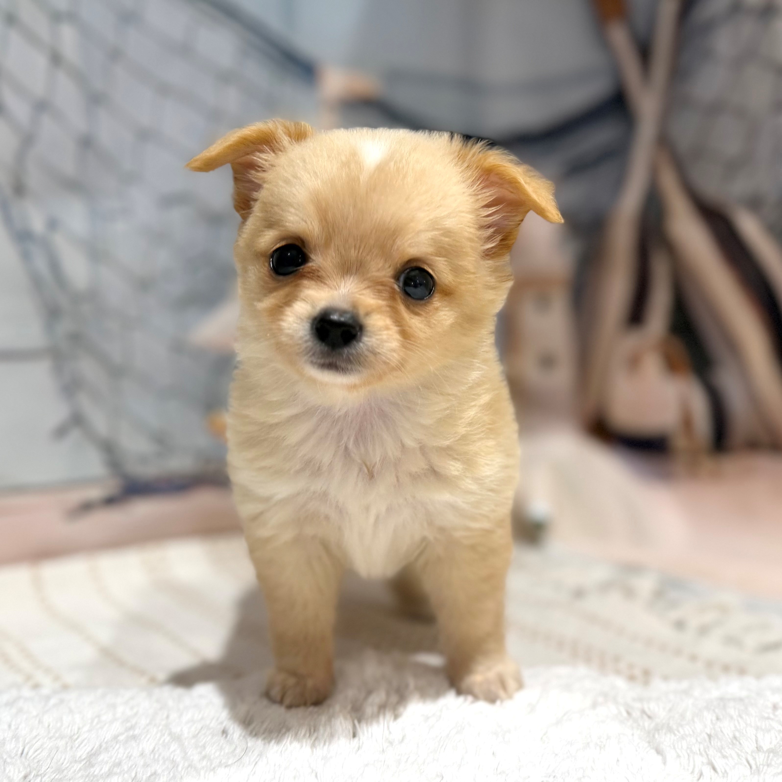福岡県のチワワ(ロング) (犬の家＆猫の里トリアス久山店/2026年8月3日生まれ/女の子/クリームホワイト)の子犬の3枚目の画像