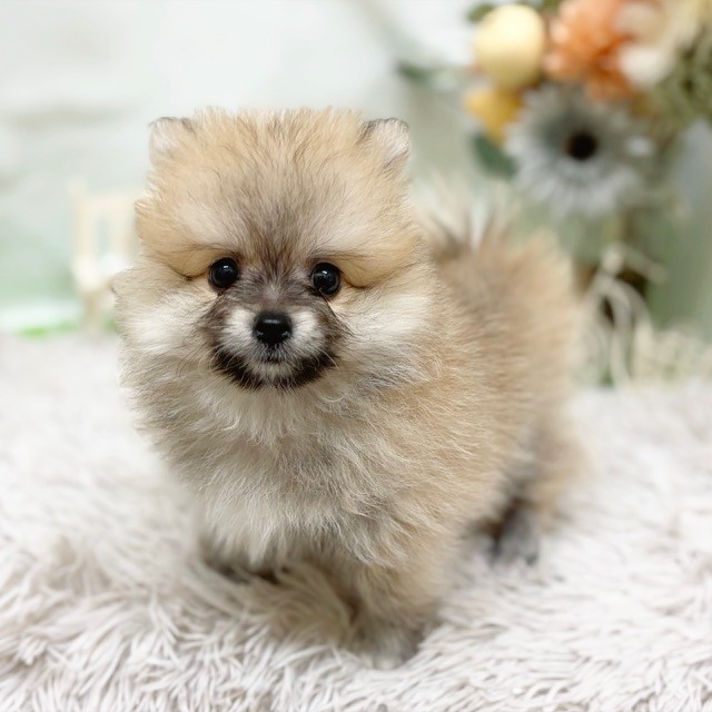 静岡県のポメラニアン (犬の家＆猫の里藤枝店/2026年8月3日生まれ/男の子/オレンジ)の子犬の3枚目の画像