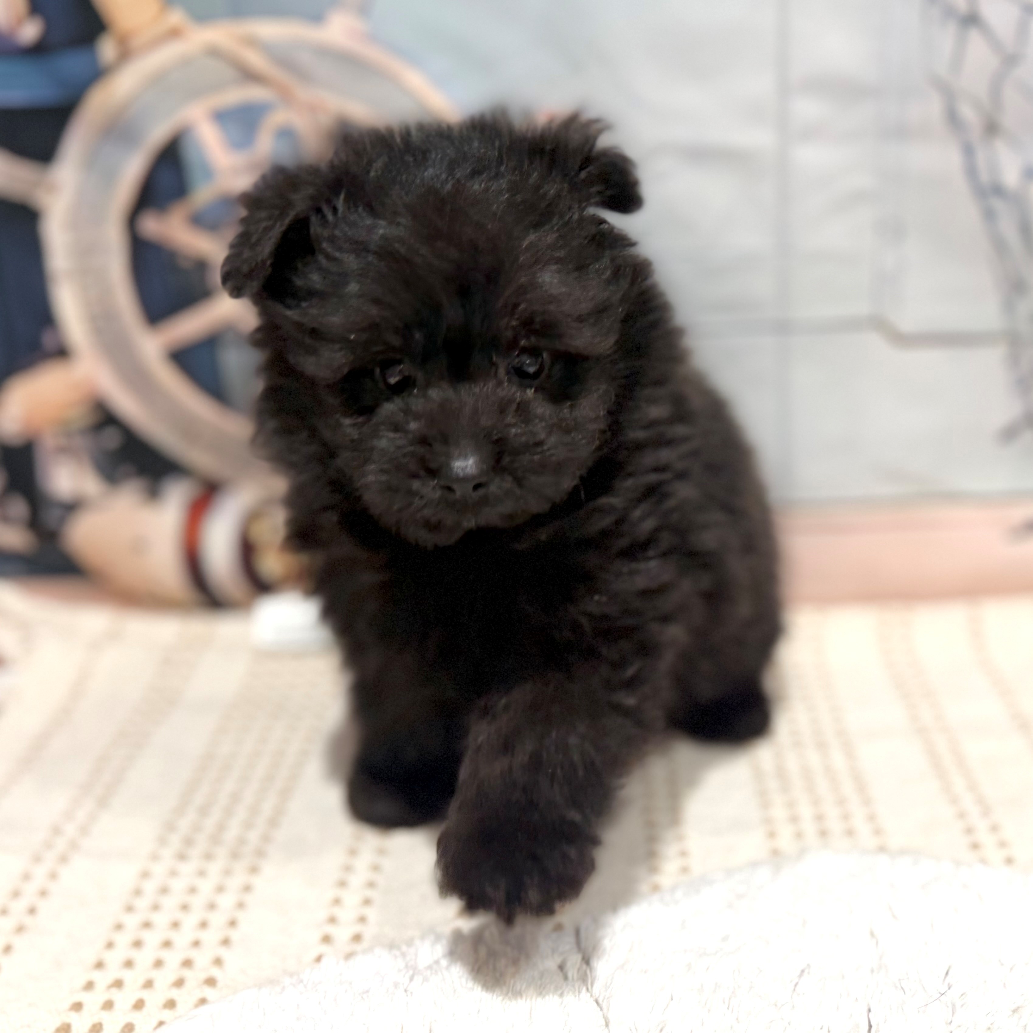 福岡県のポメプー(ポメラニアン×プードル) (犬の家＆猫の里トリアス久山店/2026年8月1日生まれ/男の子/ブラック)の子犬の3枚目の画像