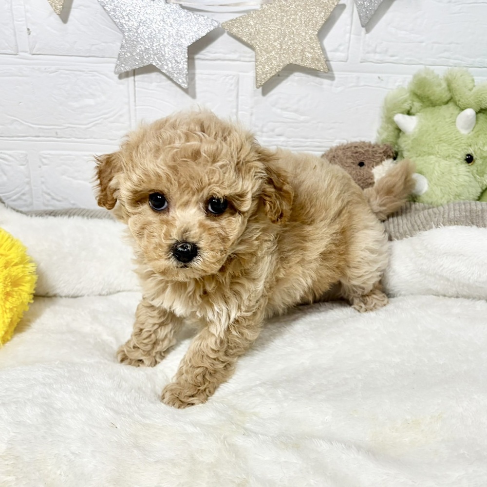 兵庫県のビションプー(ビションフリーゼ×プードル) (犬の家＆猫の里ニッケパークタウン加古川店/2026年8月3日生まれ/女の子/アプリコット)の子犬の3枚目の画像