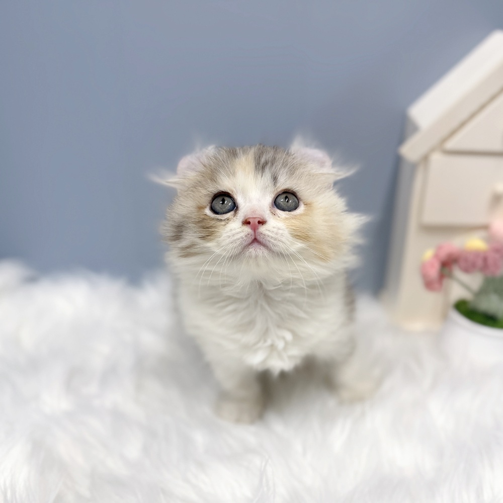 愛知県のアメリカンカール (犬の家＆猫の里岡崎店/2026年8月3日生まれ/女の子/キャリコ)の子猫の1枚目の画像