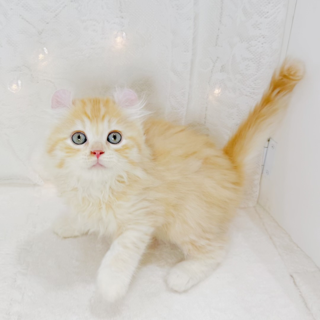 千葉県のアメリカンカール (犬の家＆猫の里BIGHOPガーデンモール印西店/2026年8月3日生まれ/男の子/レッドタビー)の子猫の3枚目の画像