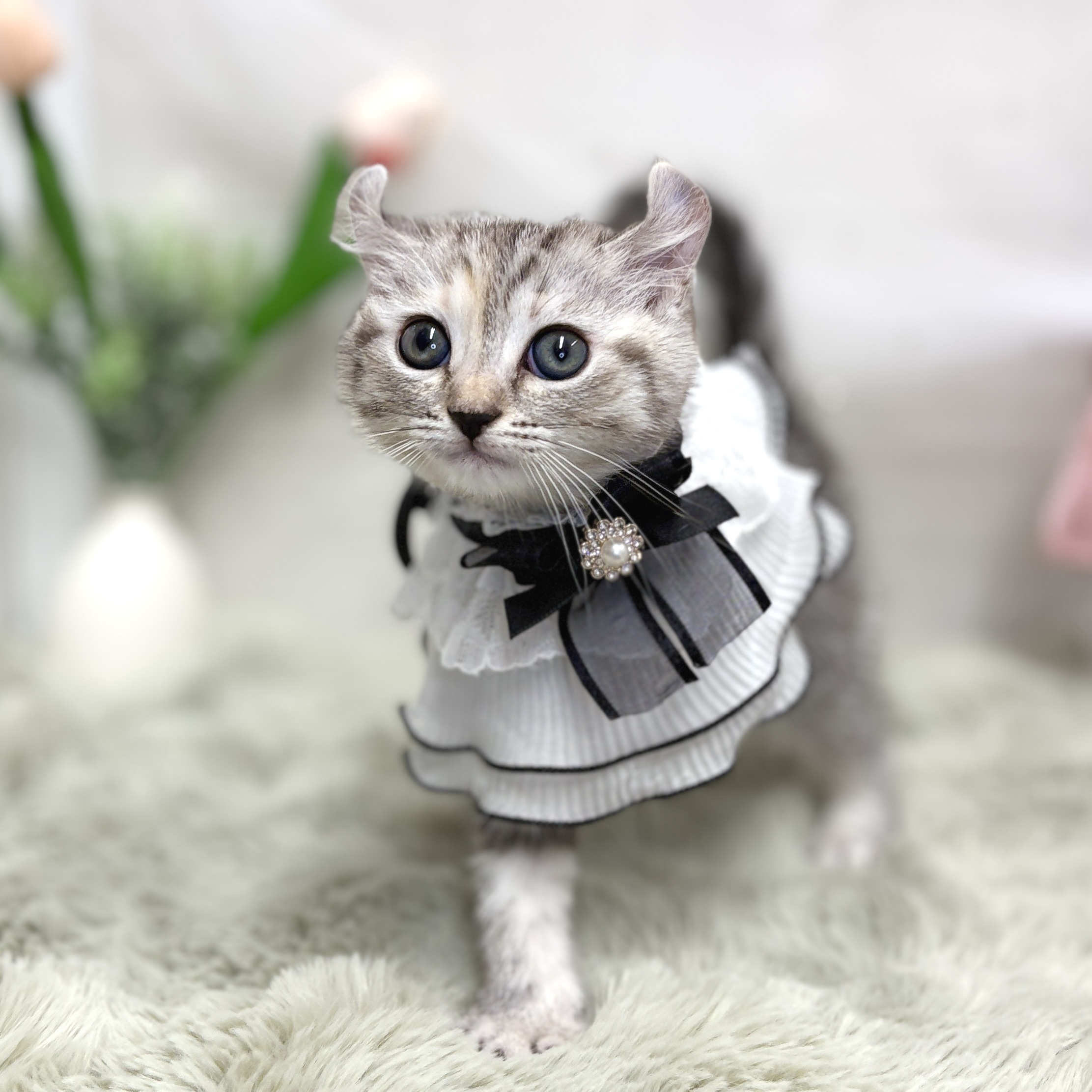 生体画像３