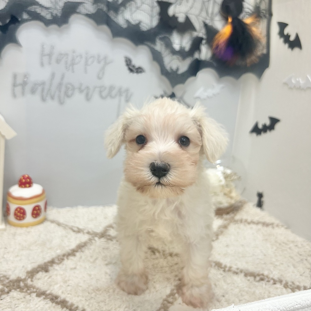 静岡県のミニチュアシュナウザー (犬の家＆猫の里プレ葉ウォーク浜北店/2026年8月2日生まれ/男の子/ホワイト)の子犬の1枚目の画像