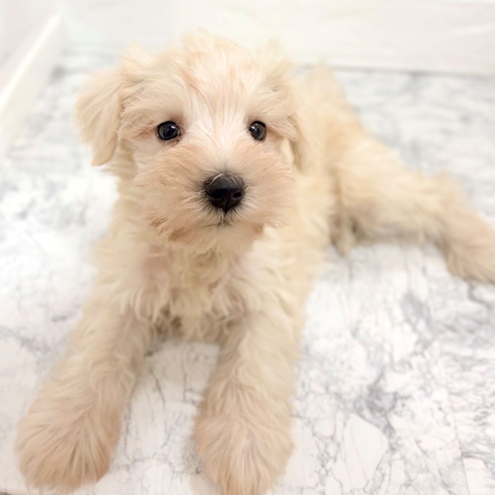 愛知県のミニチュアシュナウザー (犬の家＆猫の里豊田店/2026年8月2日生まれ/男の子/ウィートン)の子犬の3枚目の画像