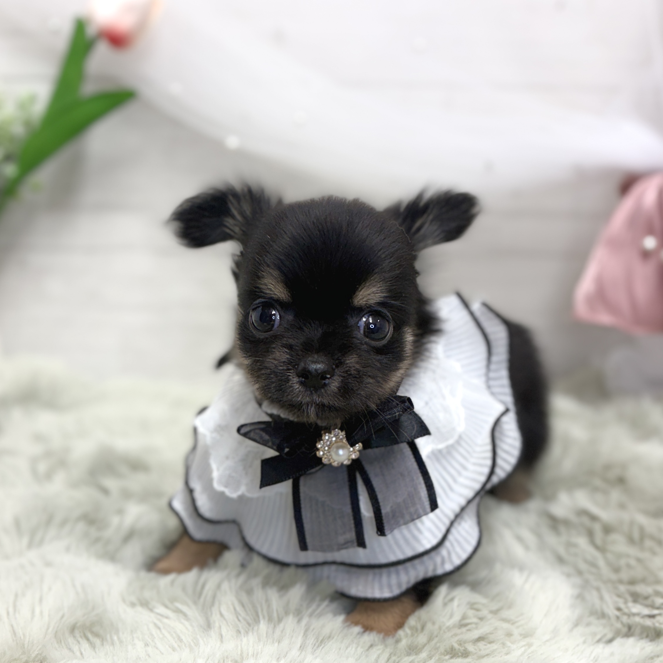 神奈川県のチワワ(ロング) (犬の家＆猫の里相模原店/2026年8月2日生まれ/女の子/ブラックタン)の子犬の3枚目の画像