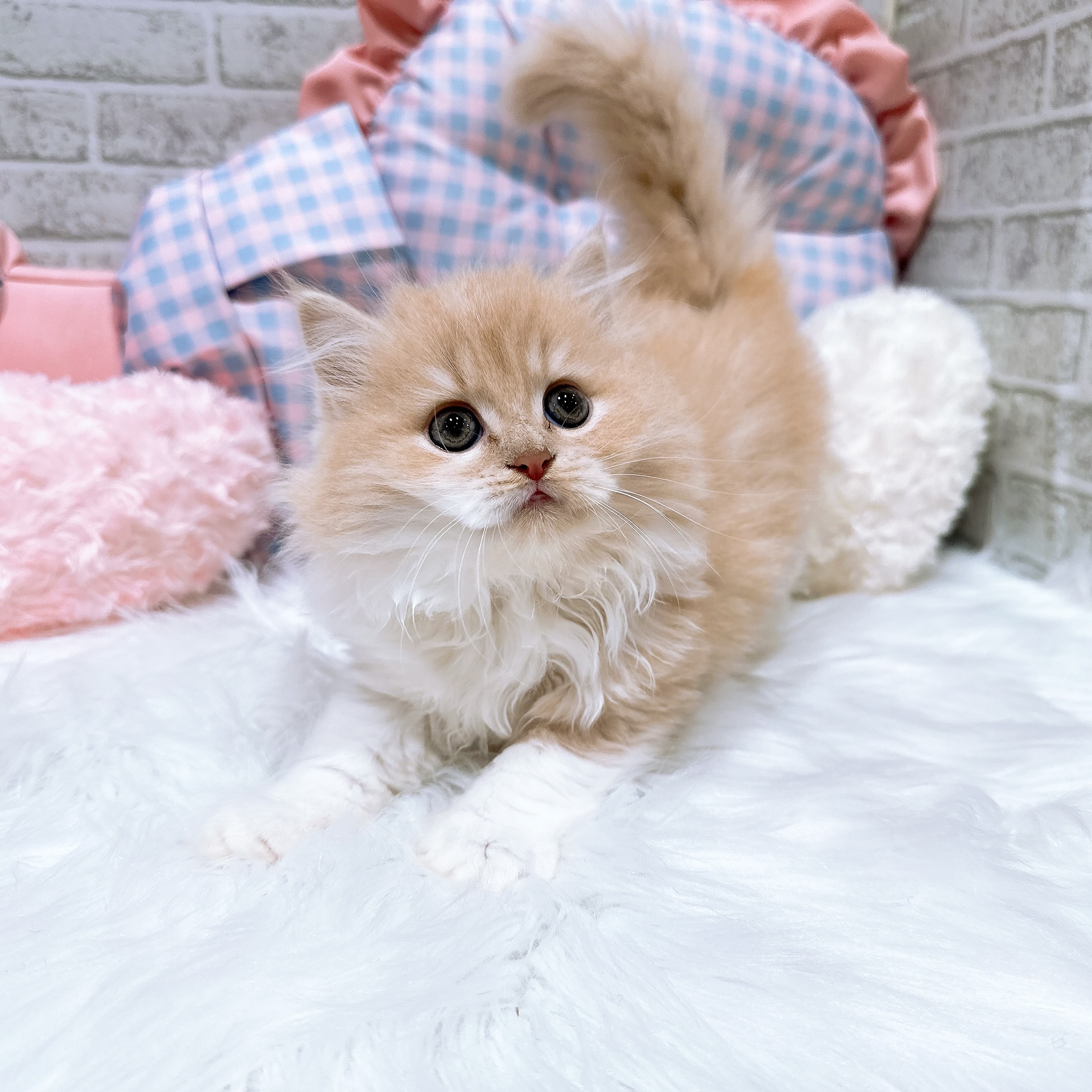 神奈川県のスコティッシュフォールド (犬の家＆猫の里元住吉ブレーメン通り店/2026年8月3日生まれ/男の子/クリームタビーホワイト)の子猫の1枚目の画像