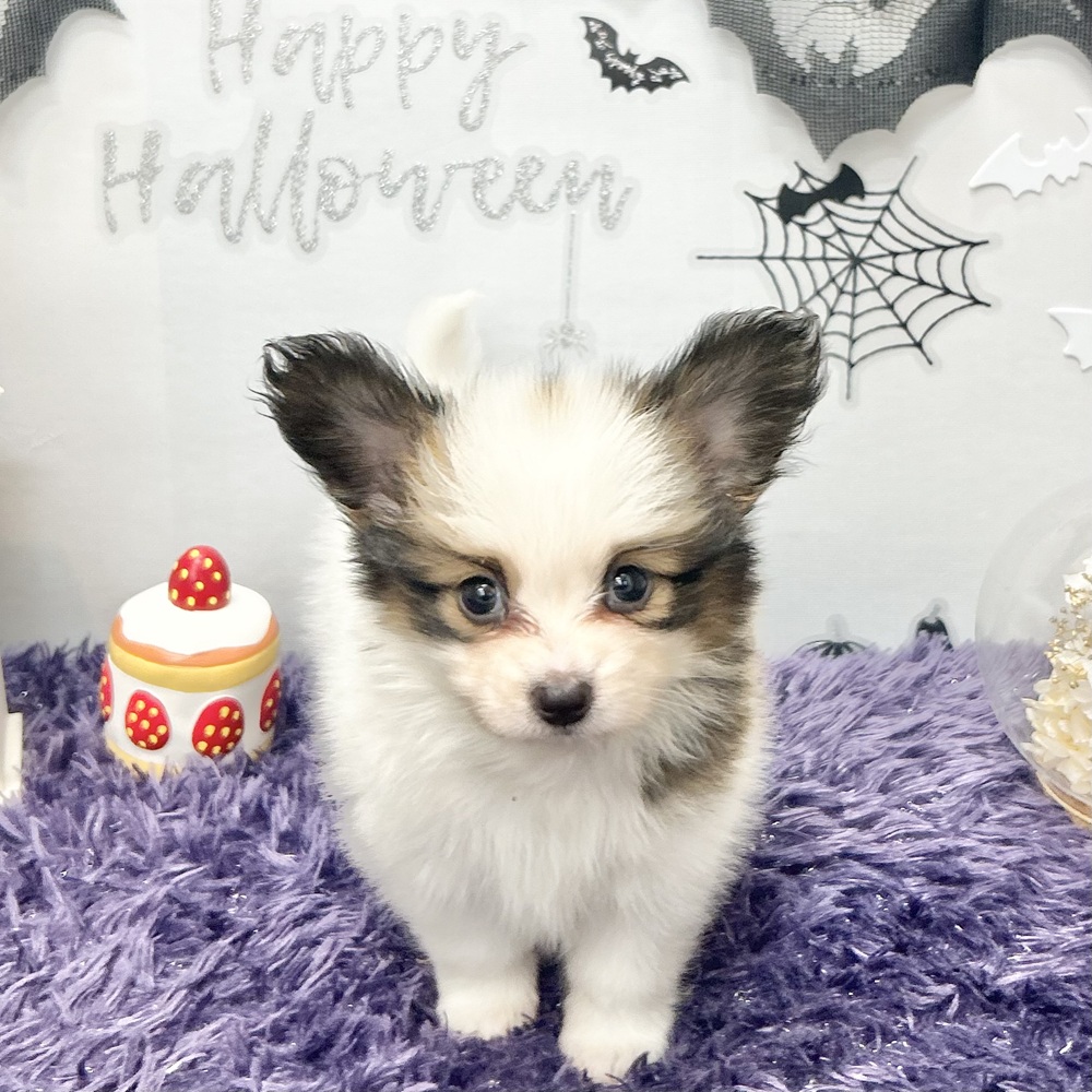 静岡県のパピヨン (犬の家＆猫の里プレ葉ウォーク浜北店/2026年8月4日生まれ/女の子/ホワイトブラウン)の子犬の3枚目の画像