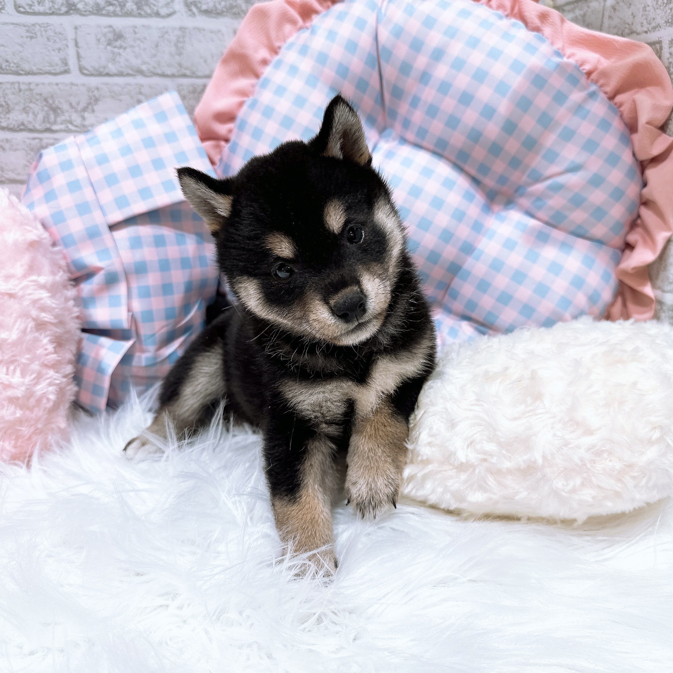 神奈川県の柴犬(標準サイズ) (犬の家＆猫の里元住吉ブレーメン通り店/2026年8月3日生まれ/女の子/黒)の子犬の3枚目の画像