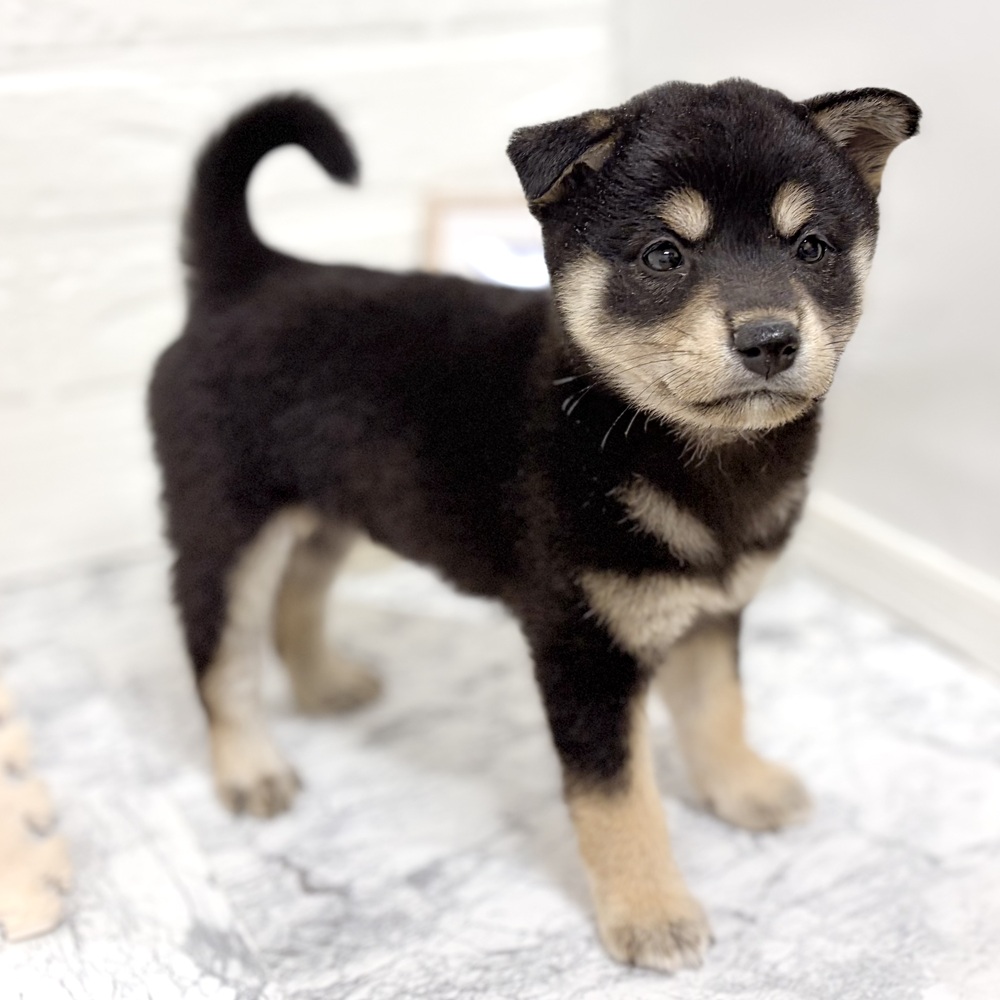 愛知県の柴犬(標準サイズ) (犬の家＆猫の里豊田店/2026年8月3日生まれ/女の子/黒)の子犬の3枚目の画像