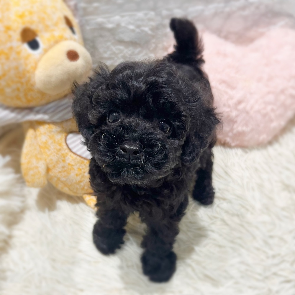 愛知県のトイプードル(トイ) (犬の家＆猫の里MiO香久山店/2026年8月2日生まれ/女の子/ブラック)の子犬の3枚目の画像