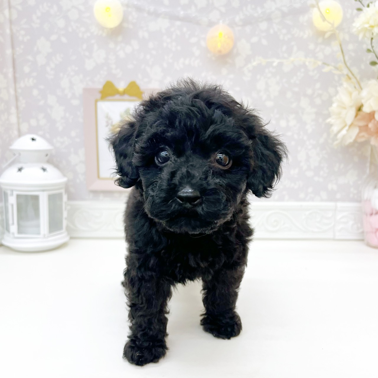 富山県のトイプードル(トイ) (犬の家＆猫の里富山店/2026年8月2日生まれ/女の子/ブラック)の子犬の3枚目の画像