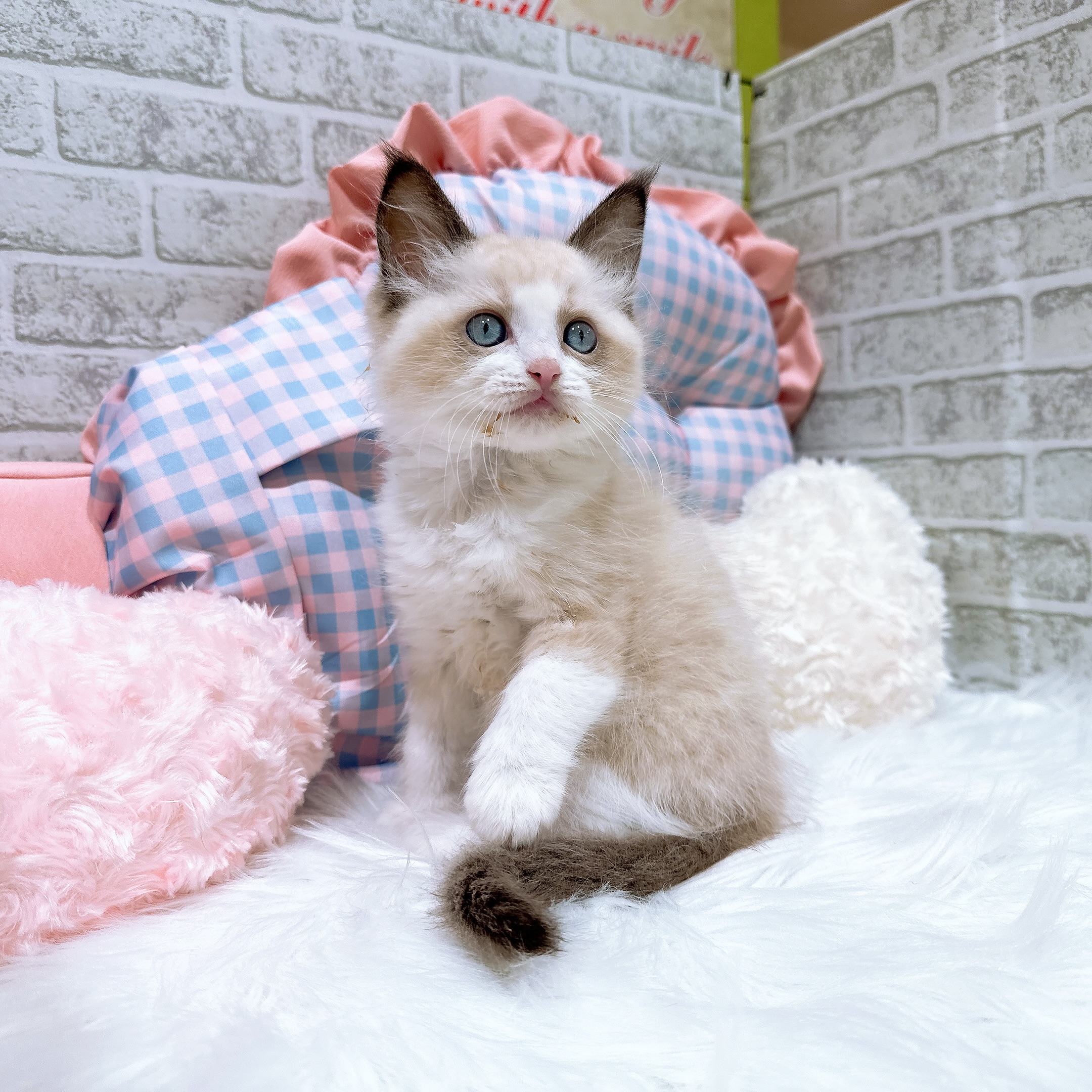 神奈川県のラグドール (犬の家＆猫の里元住吉ブレーメン通り店/2026年8月3日生まれ/男の子/シールポイントバイカラー)の子猫の3枚目の画像
