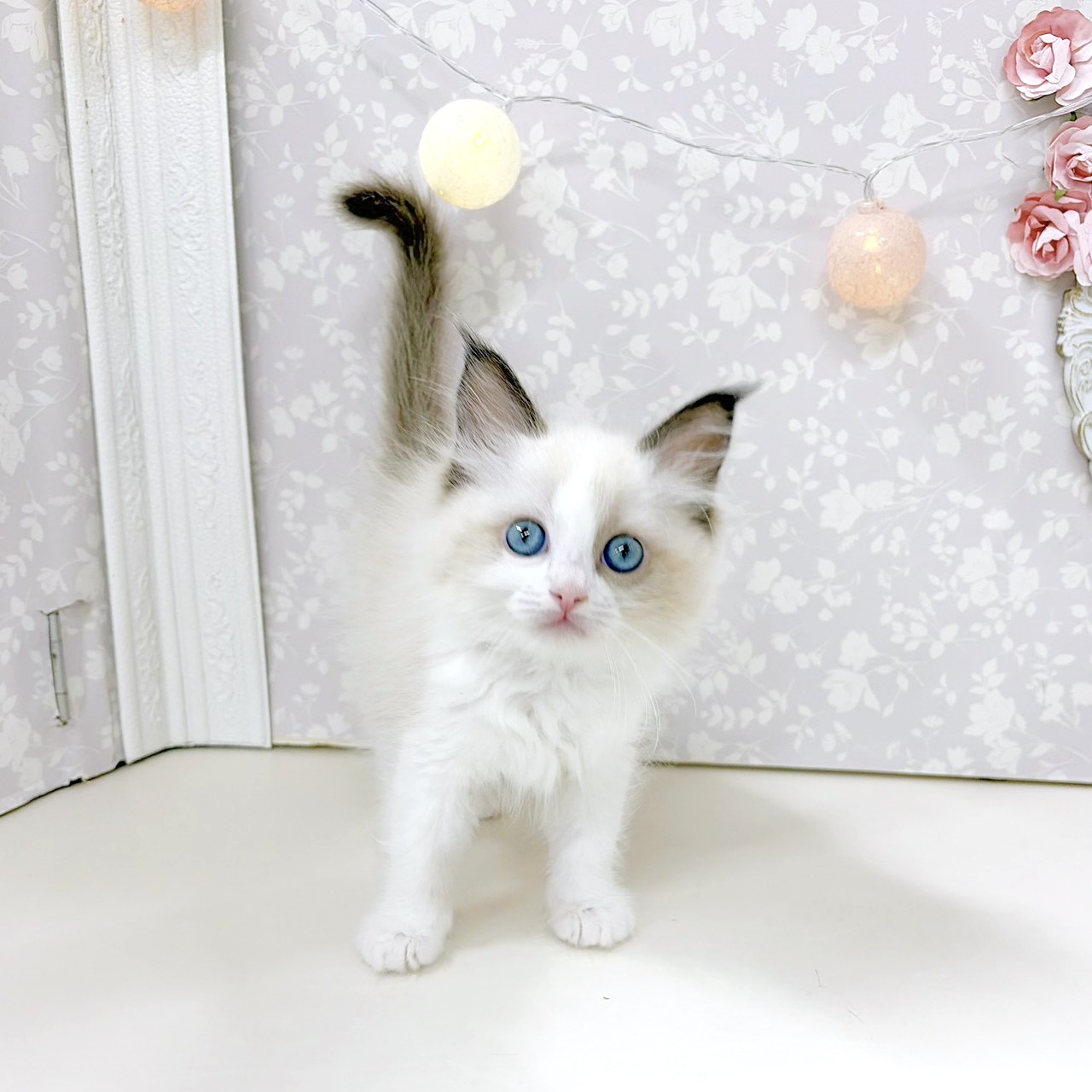 富山県のラグドール (犬の家＆猫の里アミーゴ高岡蓮花寺店/2026年8月3日生まれ/女の子/シールポイントバイカラー)の子猫の3枚目の画像