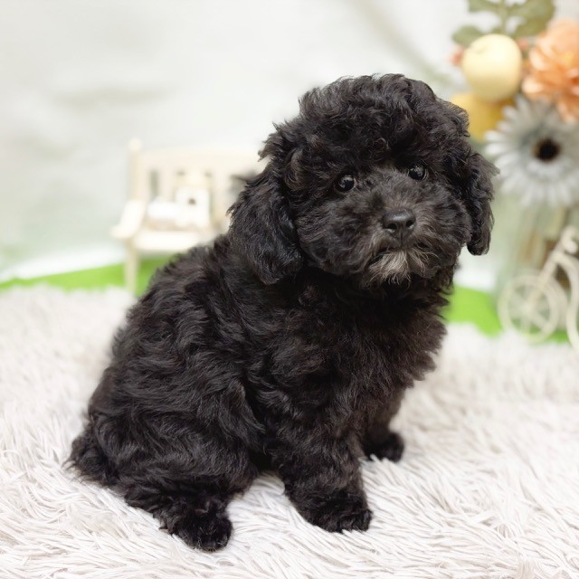 静岡県のトイプードル(トイ) (犬の家＆猫の里藤枝店/2026年8月2日生まれ/男の子/シルバー)の子犬の3枚目の画像