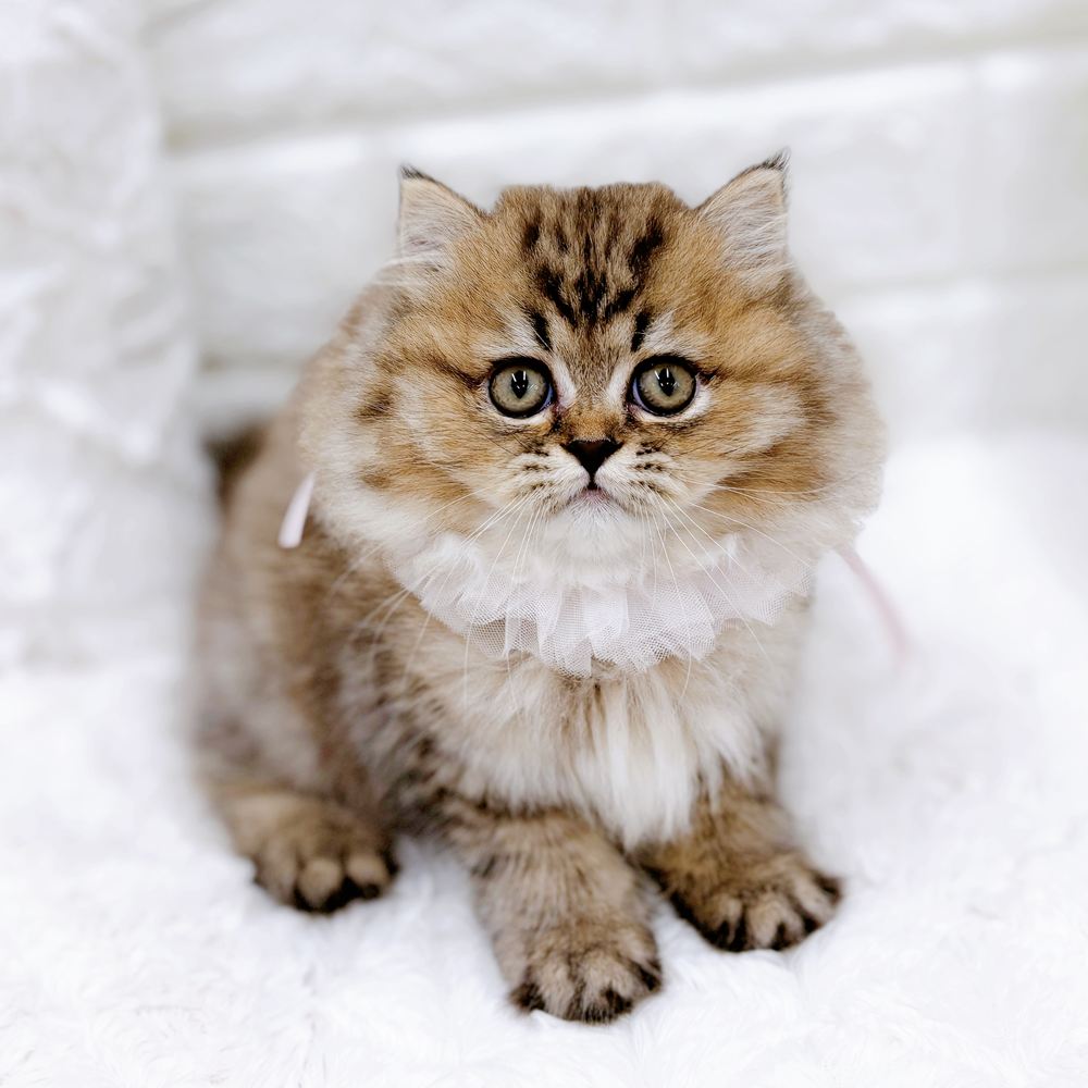 福井県のペルシャ (犬の家＆猫の里アミーゴ福井店/2026年8月4日生まれ/女の子/チンチラゴールデン)の子猫の3枚目の画像