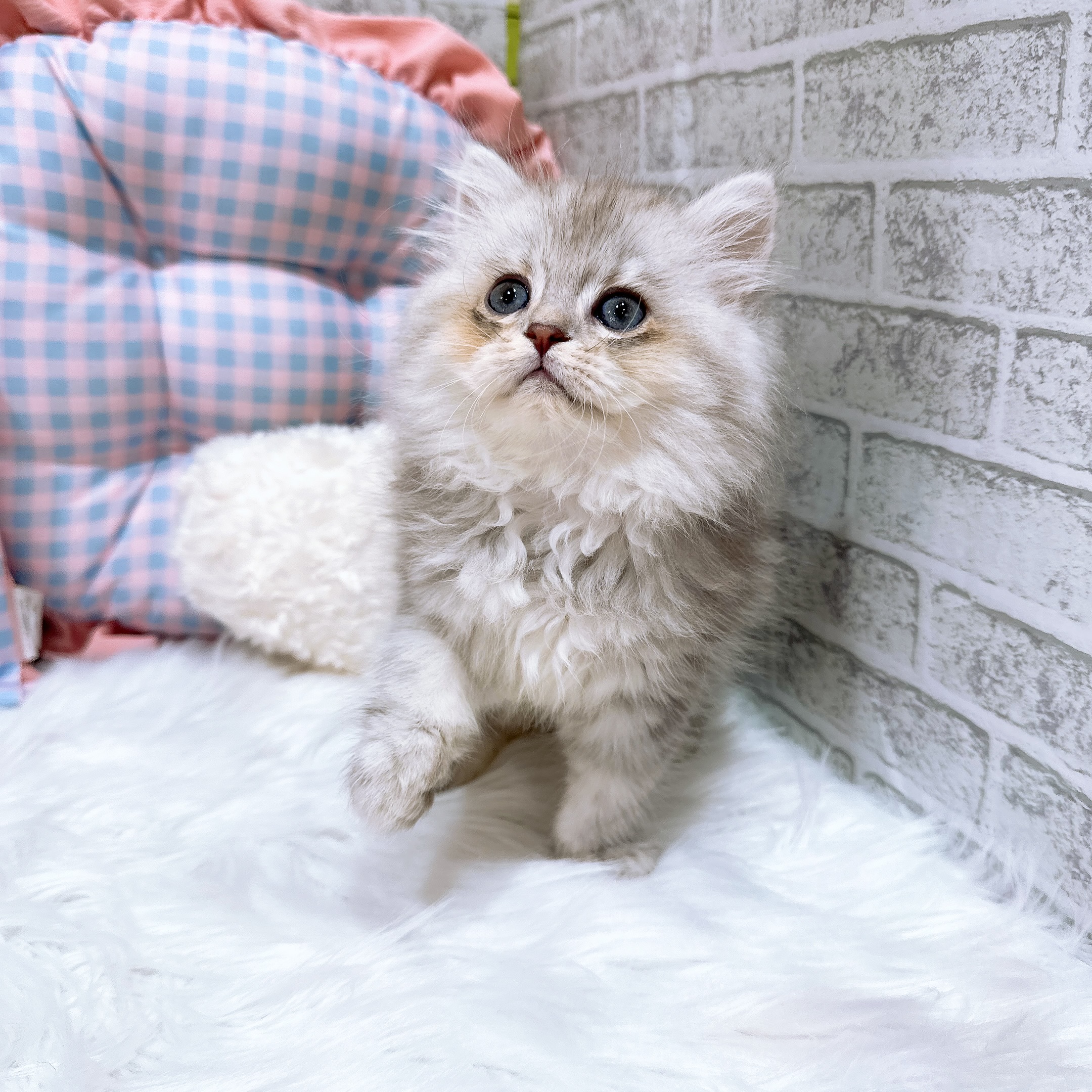 神奈川県のペルシャ (犬の家＆猫の里元住吉ブレーメン通り店/2026年8月3日生まれ/女の子/チンチラシルバー)の子猫の3枚目の画像