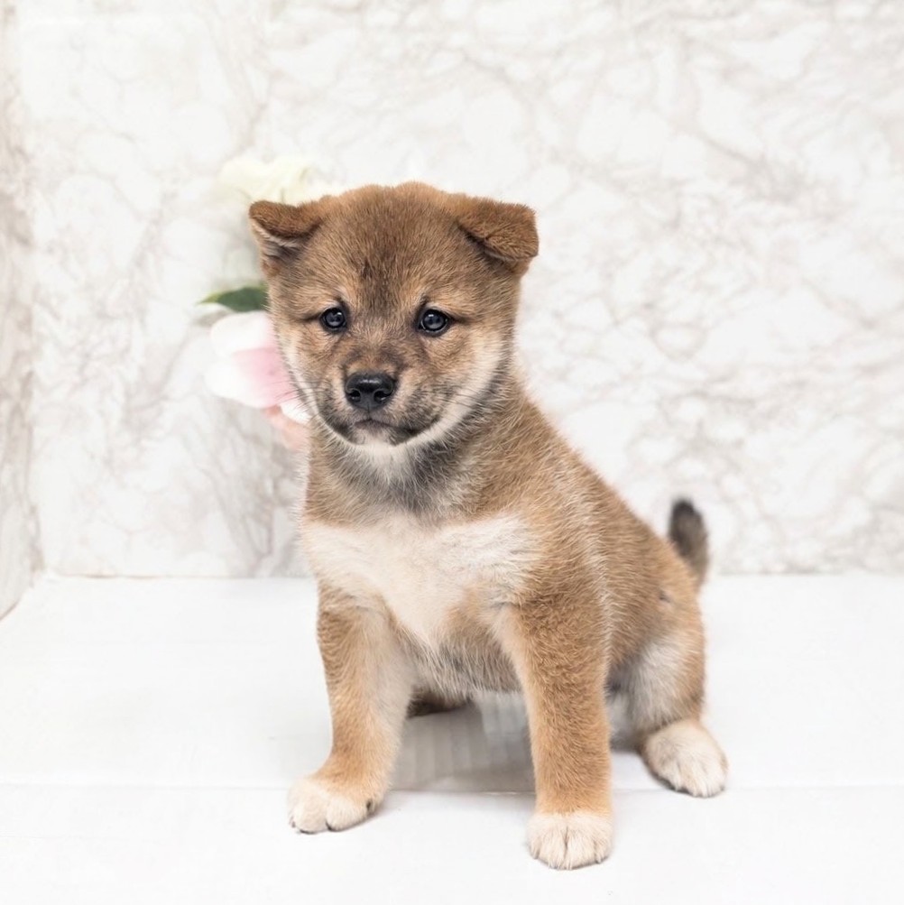 愛知県の柴犬(標準サイズ) (犬の家＆猫の里安城店/2026年8月2日生まれ/女の子/赤)の子犬の1枚目の画像