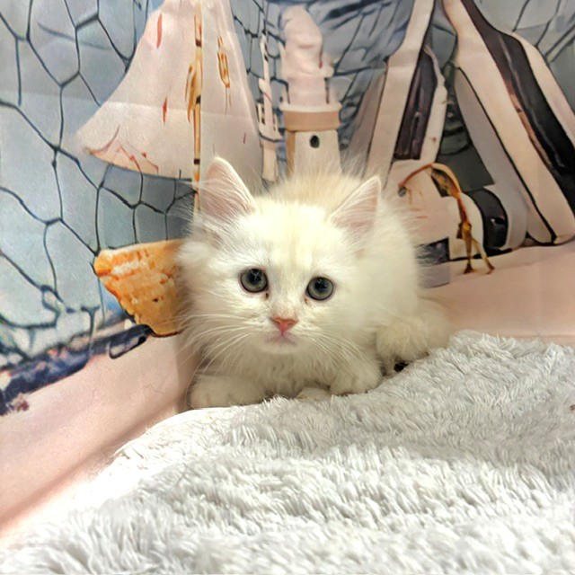 福岡県のマンチカン (犬の家＆猫の里トリアス久山店/2026年8月2日生まれ/男の子/クリームタビー)の子猫の3枚目の画像