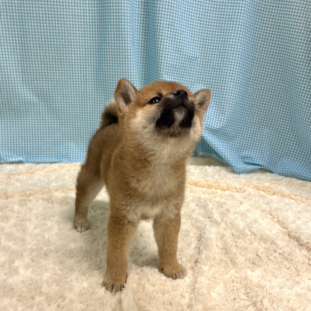 愛知県の柴犬(標準サイズ) (犬の家＆猫の里一宮店/2026年8月1日生まれ/女の子/赤)の子犬の3枚目の画像