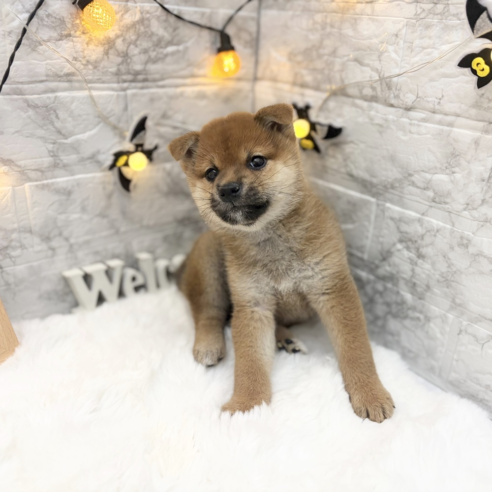 静岡県の柴犬(標準サイズ) (犬の家＆猫の里MEGAドン・キホーテ袋井店/2026年8月1日生まれ/女の子/赤)の子犬の3枚目の画像