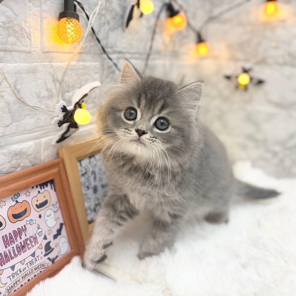 静岡県のスコティッシュストレート (犬の家＆猫の里MEGAドン・キホーテ袋井店/2026年8月3日生まれ/男の子/ブルータビー)の子猫の3枚目の画像