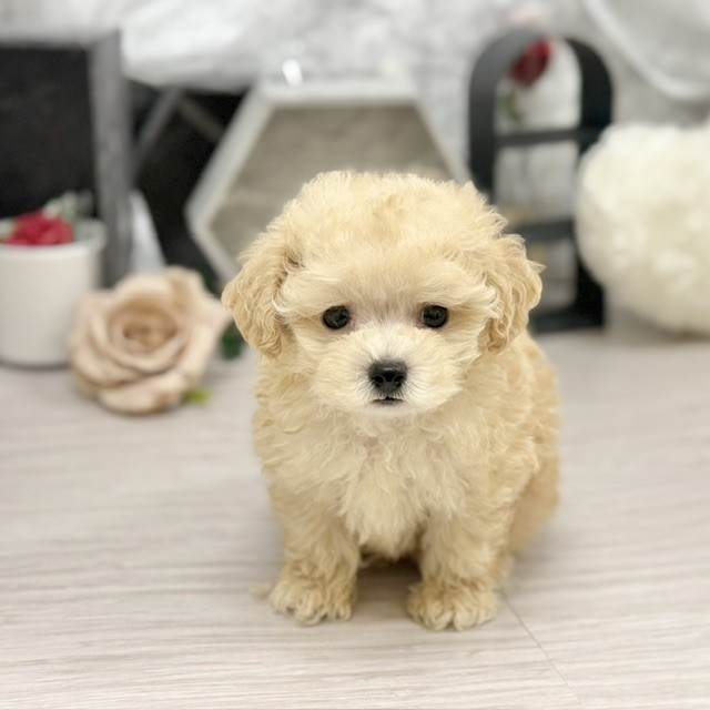 生体画像３