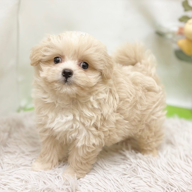 静岡県のポメプー(ポメラニアン×プードル) (犬の家＆猫の里藤枝店/2026年8月2日生まれ/女の子/クリーム)の子犬の3枚目の画像