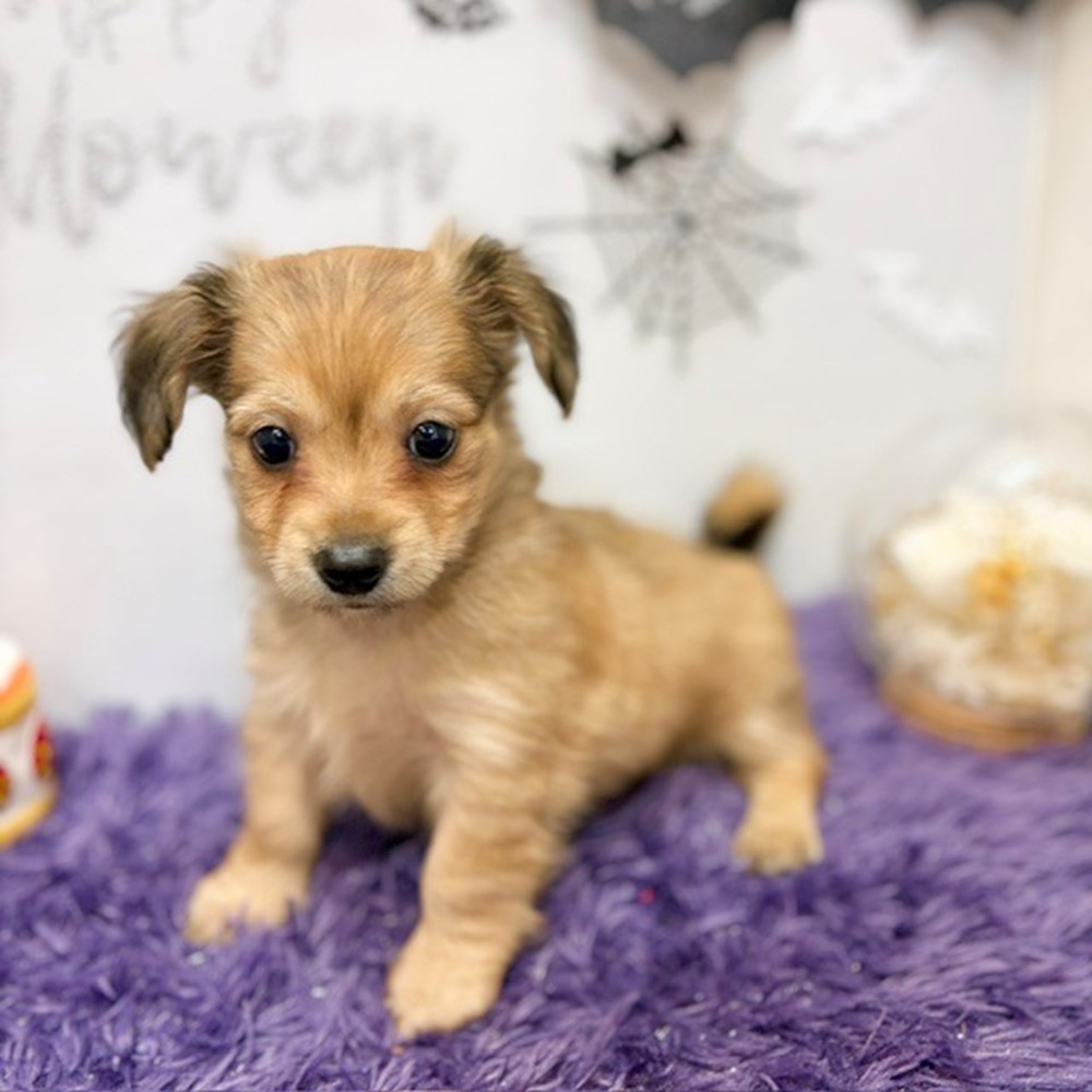 静岡県のチワックス(チワワ×ダックス) (犬の家＆猫の里プレ葉ウォーク浜北店/2026年7月30日生まれ/男の子/フォーン)の子犬の3枚目の画像