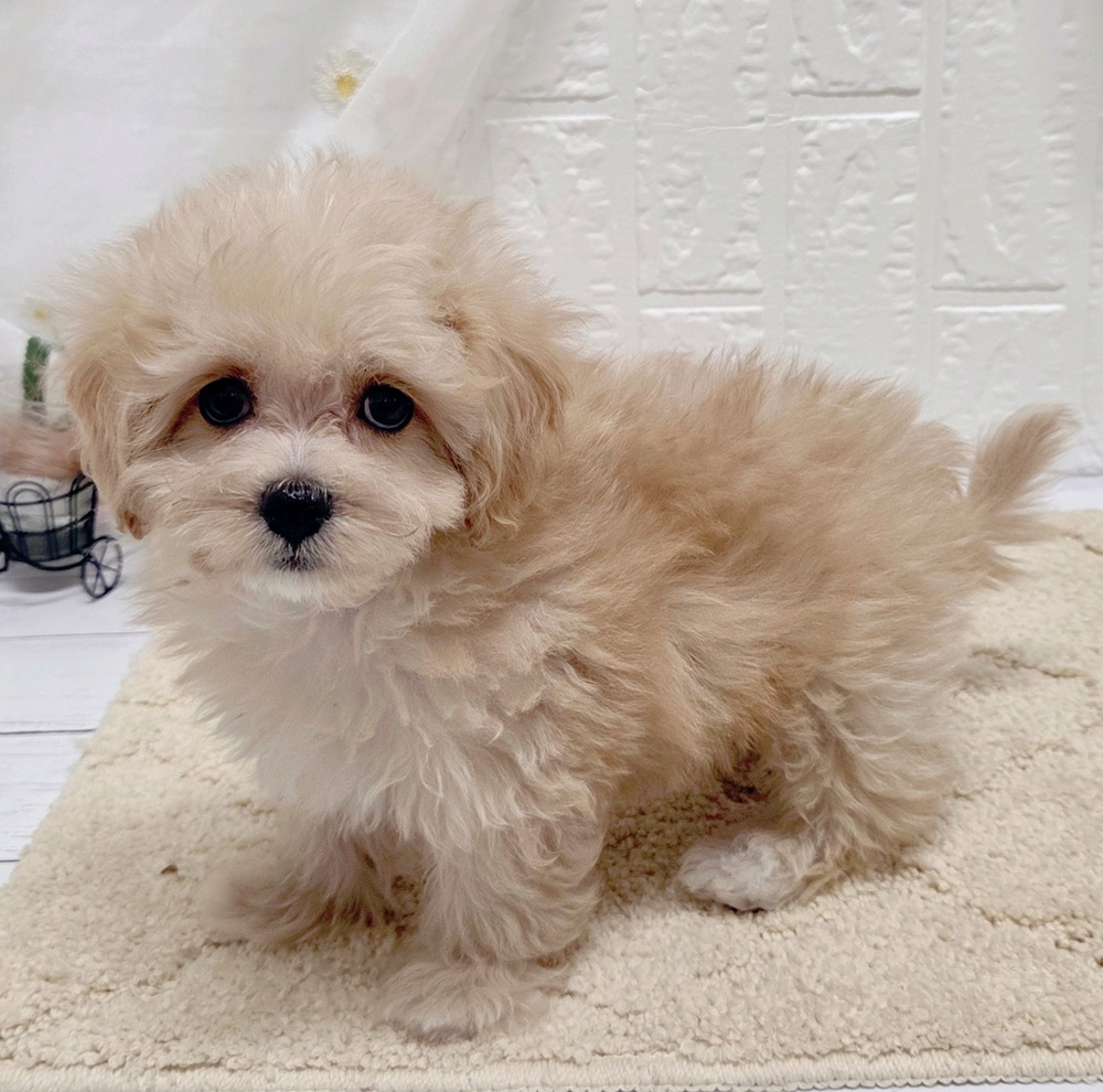 岡山県のマルプー(マルチーズ×プードル) (犬の家＆猫の里岡山店/2026年8月4日生まれ/男の子/アプリコットホワイト)の子犬の3枚目の画像