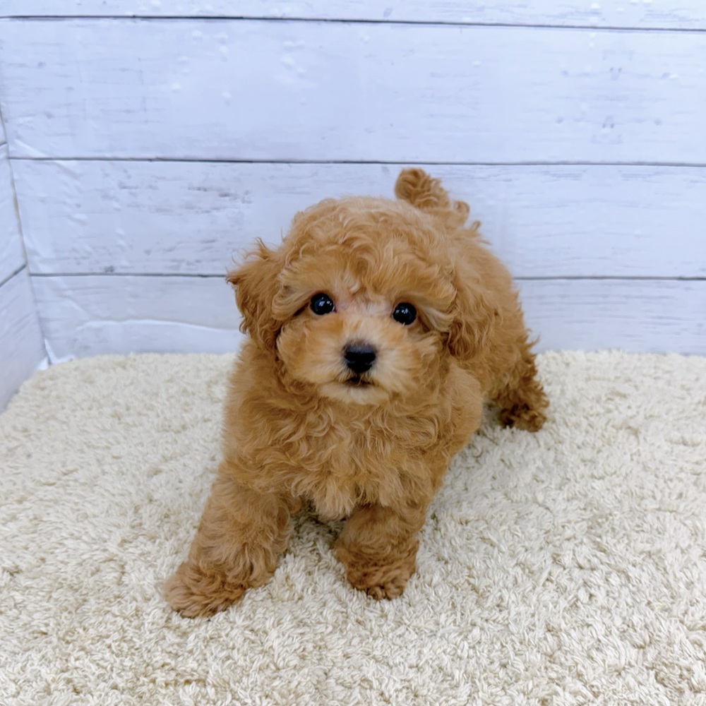 愛知県のトイプードル(トイ) (犬の家＆猫の里七宝店/2026年8月5日生まれ/男の子/オレンジフォーン)の子犬の3枚目の画像