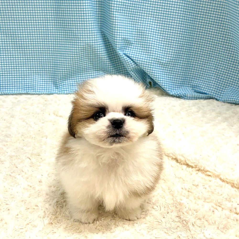 愛知県のポメズー/ポメシーズ(ポメラニアン×シーズー) (犬の家＆猫の里一宮店/2026年8月4日生まれ/男の子/ホワイトゴールド)の子犬の3枚目の画像