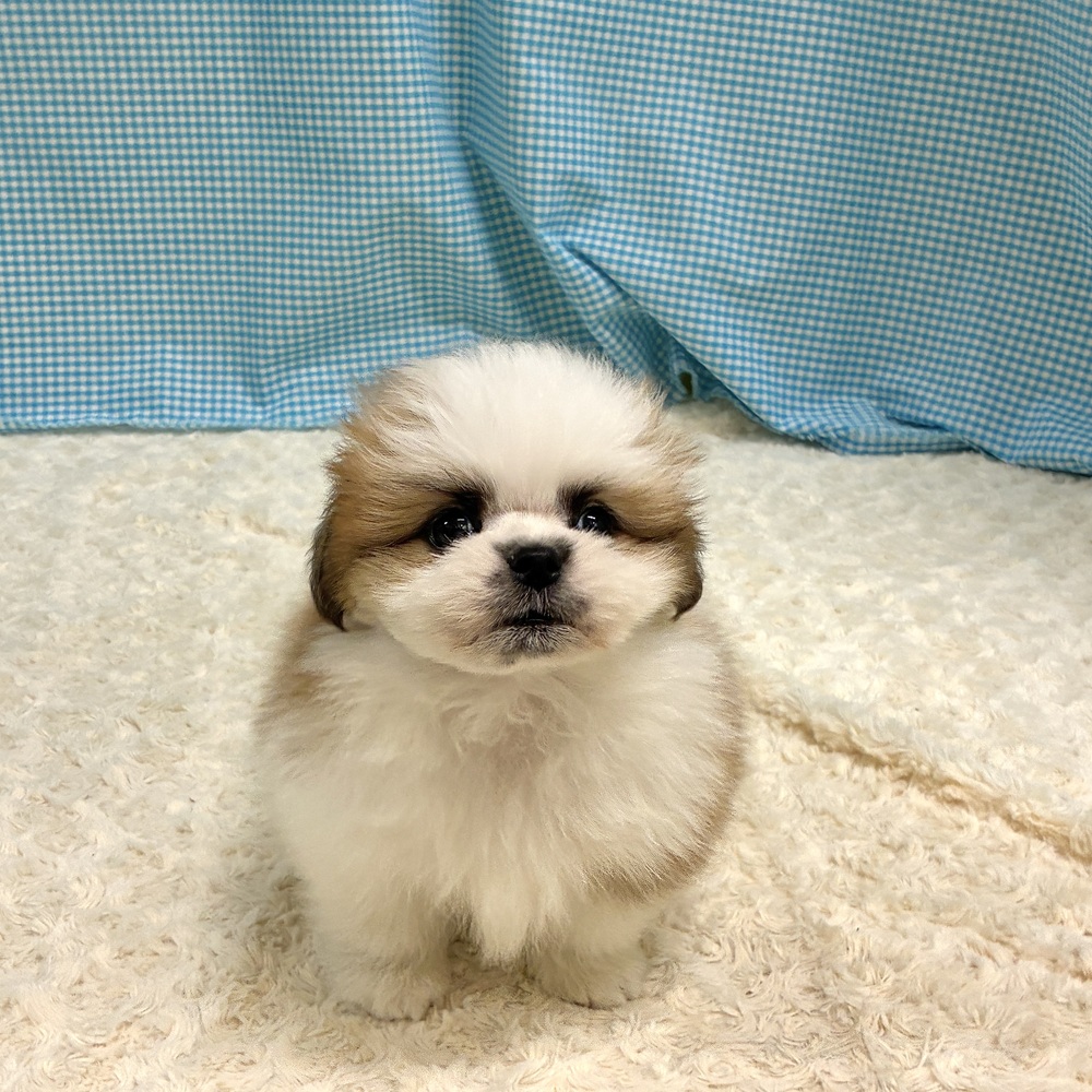 ポメズー/ポメシーズ(ポメラニアン×シーズー)の子犬 9頭掲載中|相場23万円
