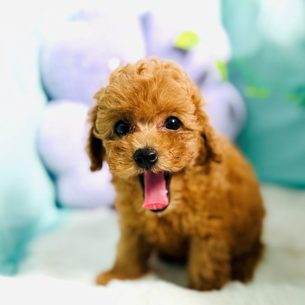 愛知県のトイプードル(トイ) (犬の家＆猫の里愛知刈谷店/2026年8月5日生まれ/男の子/オレンジフォーン)の子犬の3枚目の画像