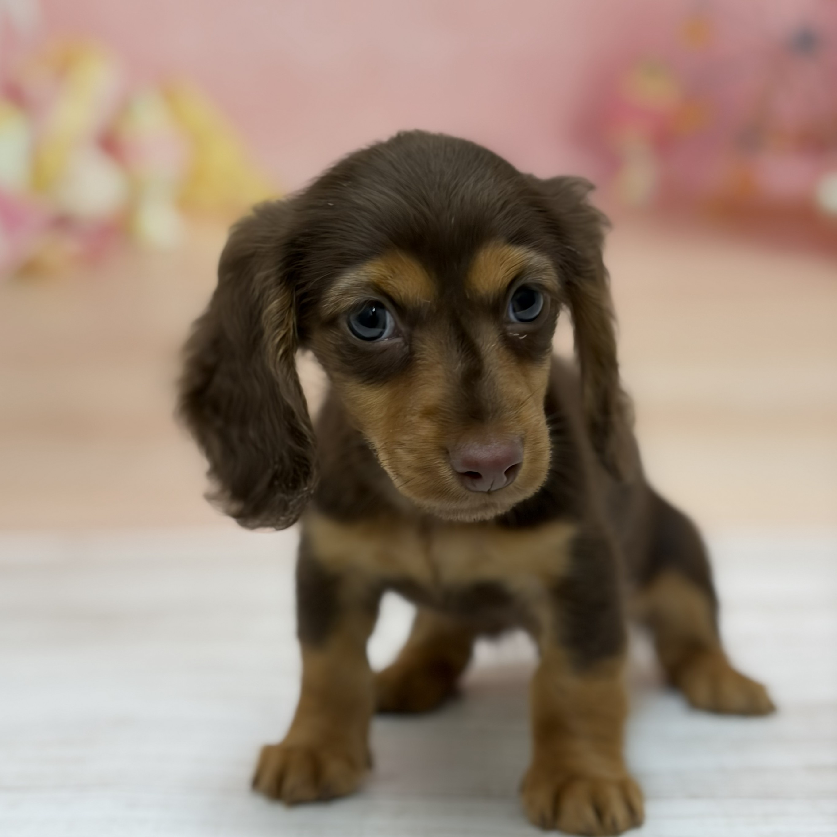 兵庫県のミニチュアダックスフンド(ロング) (犬の家＆猫の里尼崎店/2026年8月4日生まれ/男の子/チョコレートタン)の子犬の3枚目の画像