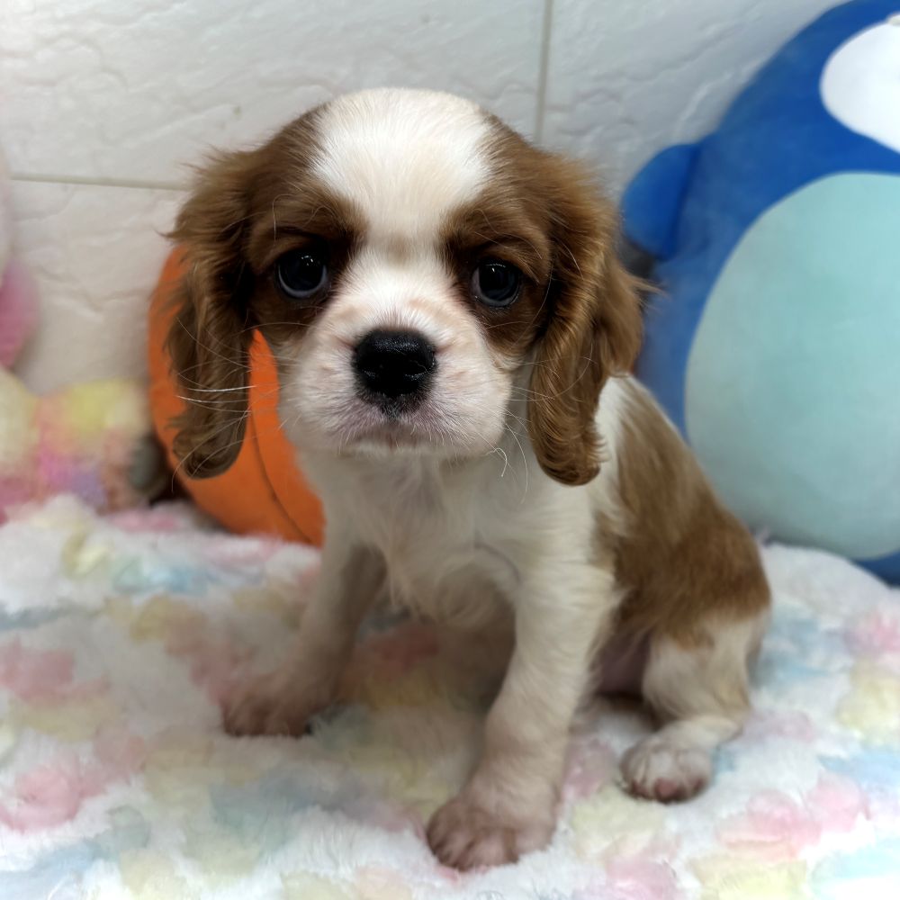 兵庫県のキャバリアキングチャールズスパニエル (犬の家＆猫の里ゆめタウン姫路店/2026年8月3日生まれ/男の子/ブレンハイム)の子犬の3枚目の画像