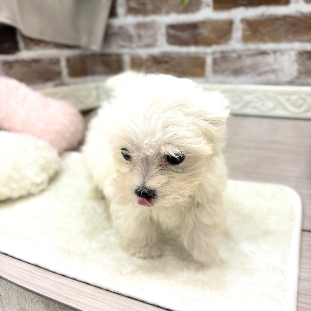 ③南斗の帝王様確認写真　金華山花かごワイン&グリーン子犬(小サイズ短足) 子犬の詳細情報 (三重県/2026年7月28日生まれ/男の子/ホワイト) | 子犬