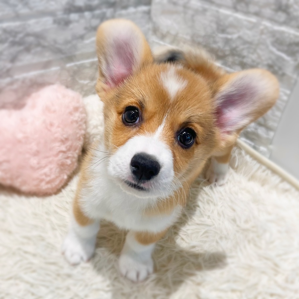 愛知県のウェルシュコーギーペンブローク (犬の家＆猫の里MiO香久山店/2026年8月4日生まれ/女の子/レッドホワイト)の子犬の3枚目の画像