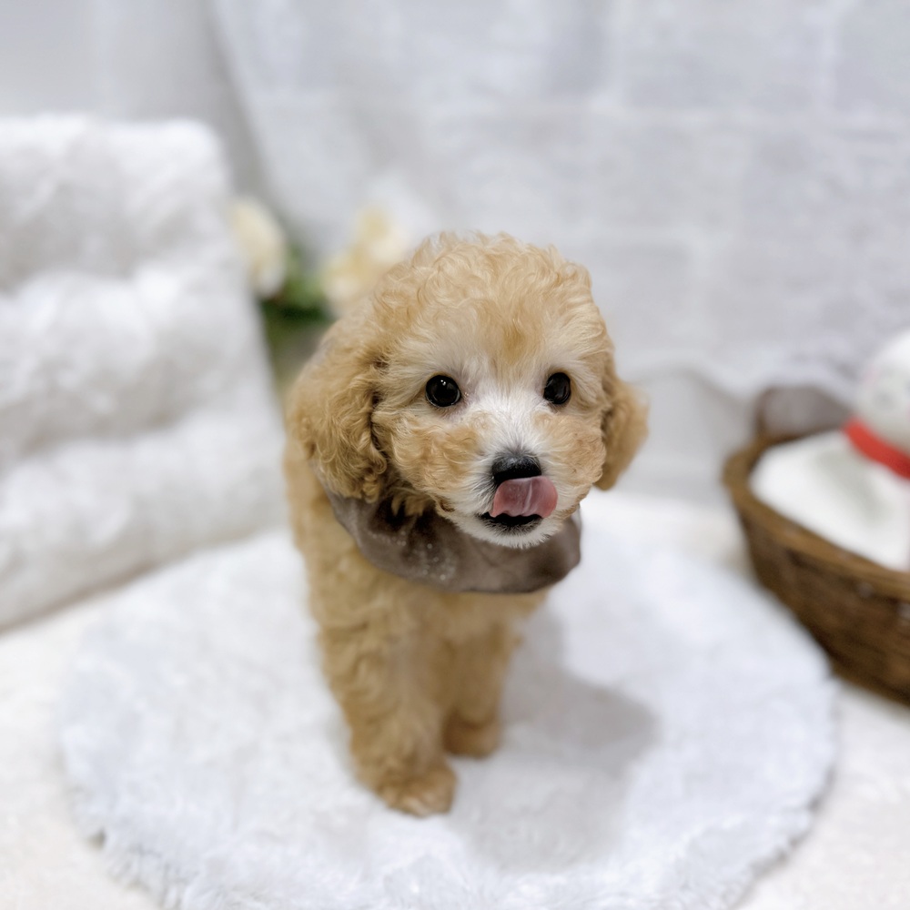 滋賀県のトイプードル(タイニー) (犬の家＆猫の里長浜店/2026年8月5日生まれ/男の子/ペールフォーン)の子犬の3枚目の画像