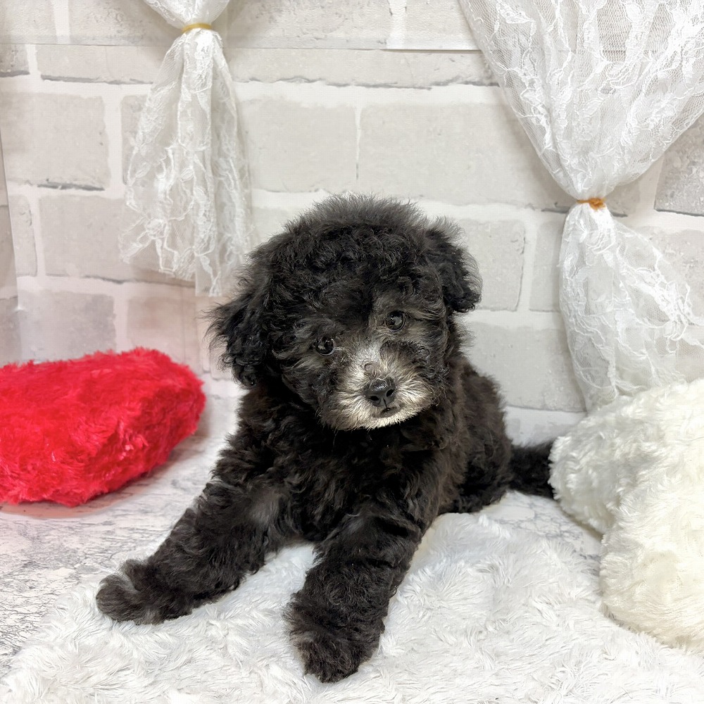 京都府のトイプードル(トイ) (犬の家＆猫の里京都精華店/2026年8月3日生まれ/男の子/グレー)の子犬の3枚目の画像