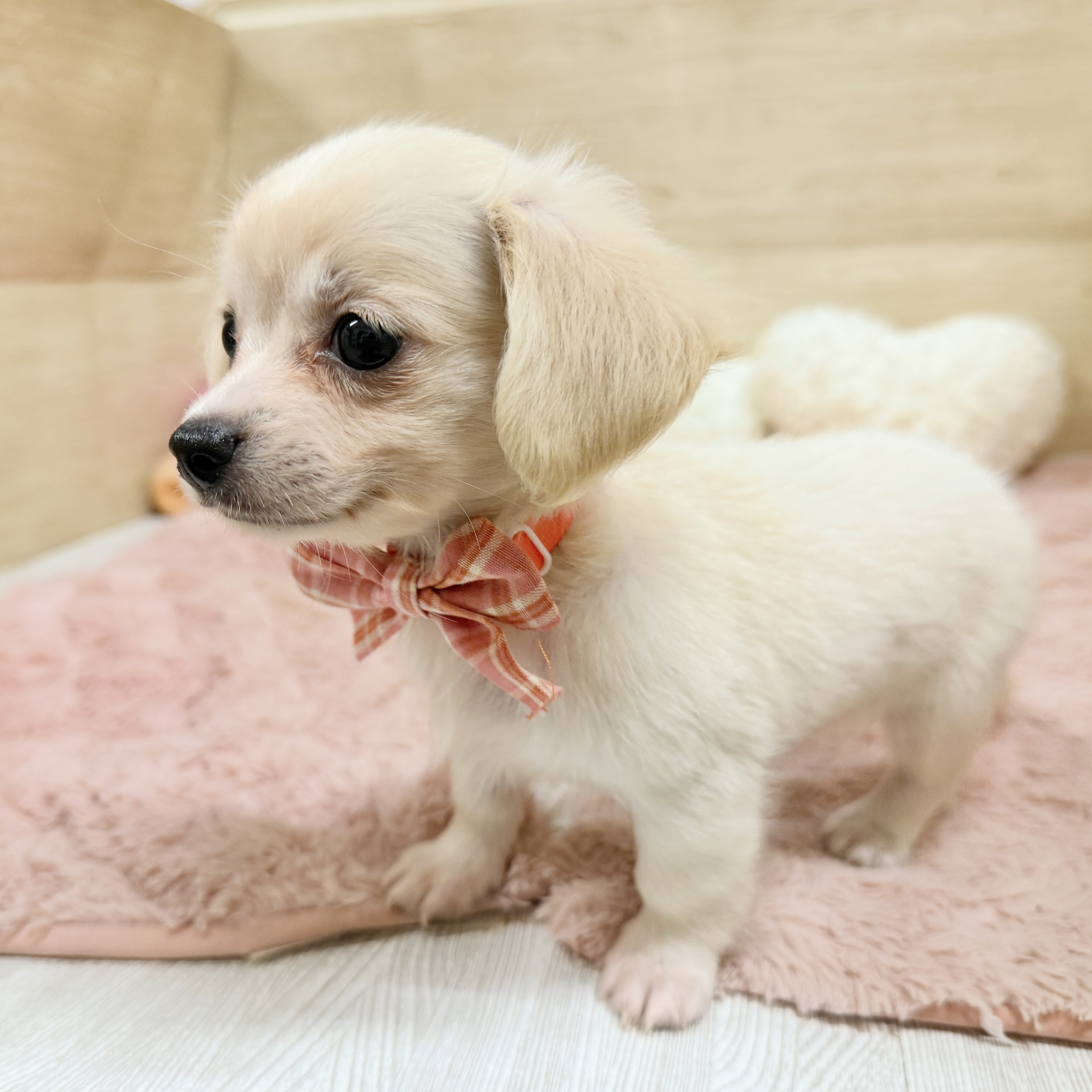 大阪府のチワックス(チワワ×ダックス) (犬の家＆猫の里そよら東岸和田店/2026年8月4日生まれ/女の子/クリーム)の子犬の3枚目の画像