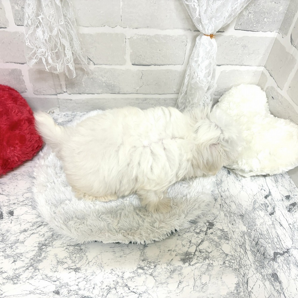 京都府のマルチーズ (犬の家＆猫の里京都精華店/2026年8月4日生まれ/男の子/ホワイト)の子犬の3枚目の画像