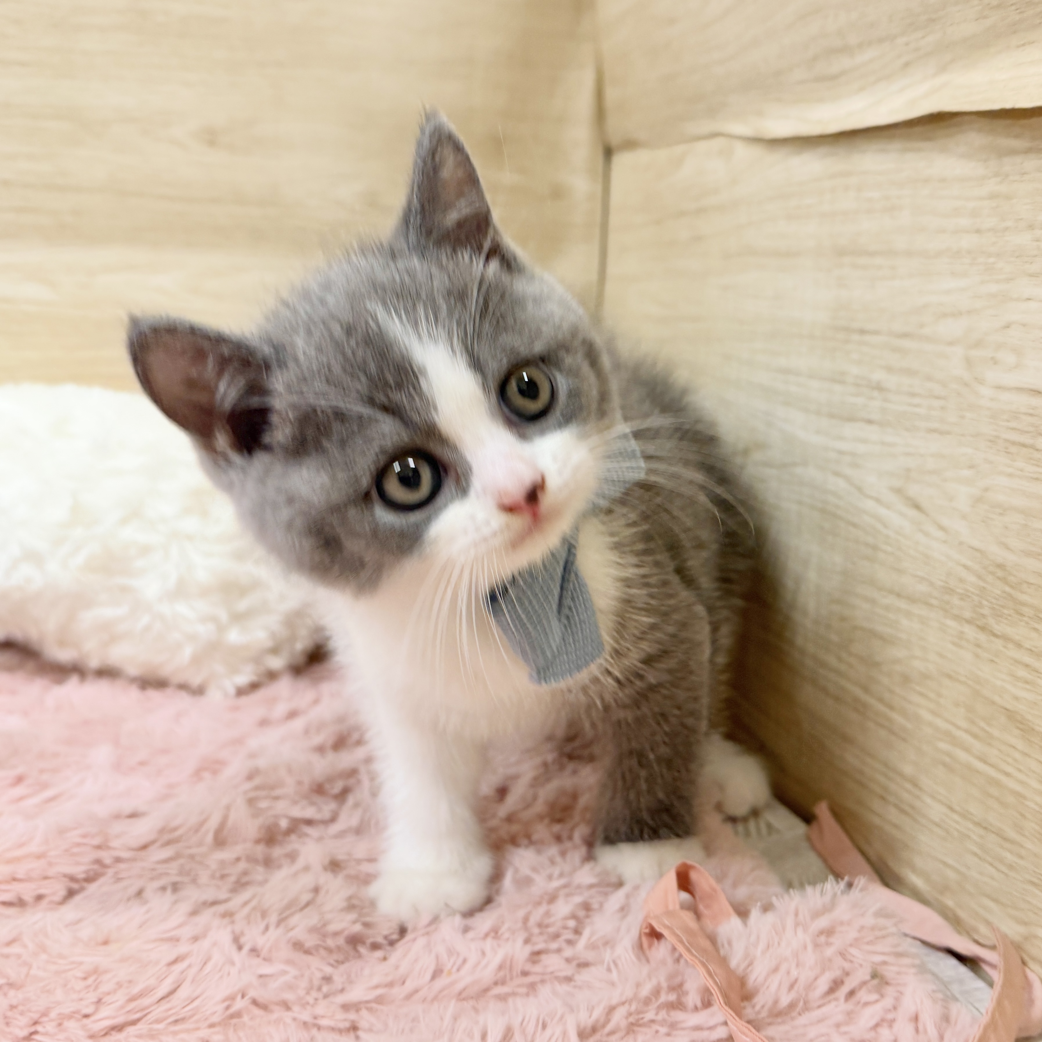 大阪府のブリティッシュショートヘアー (犬の家＆猫の里そよら東岸和田店/2026年8月3日生まれ/男の子/ブルーホワイト)の子猫の3枚目の画像
