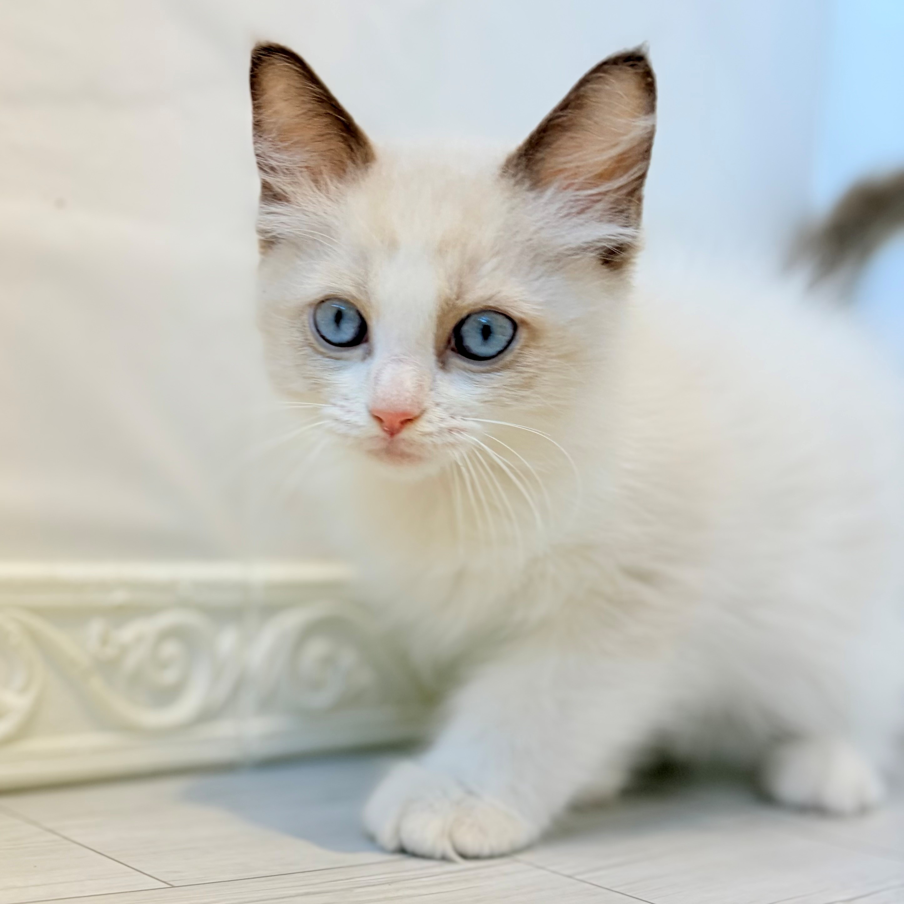愛知県のラグドール (犬の家＆猫の里春日井本店/2026年8月5日生まれ/男の子/シールポイントバイカラー)の子猫の3枚目の画像