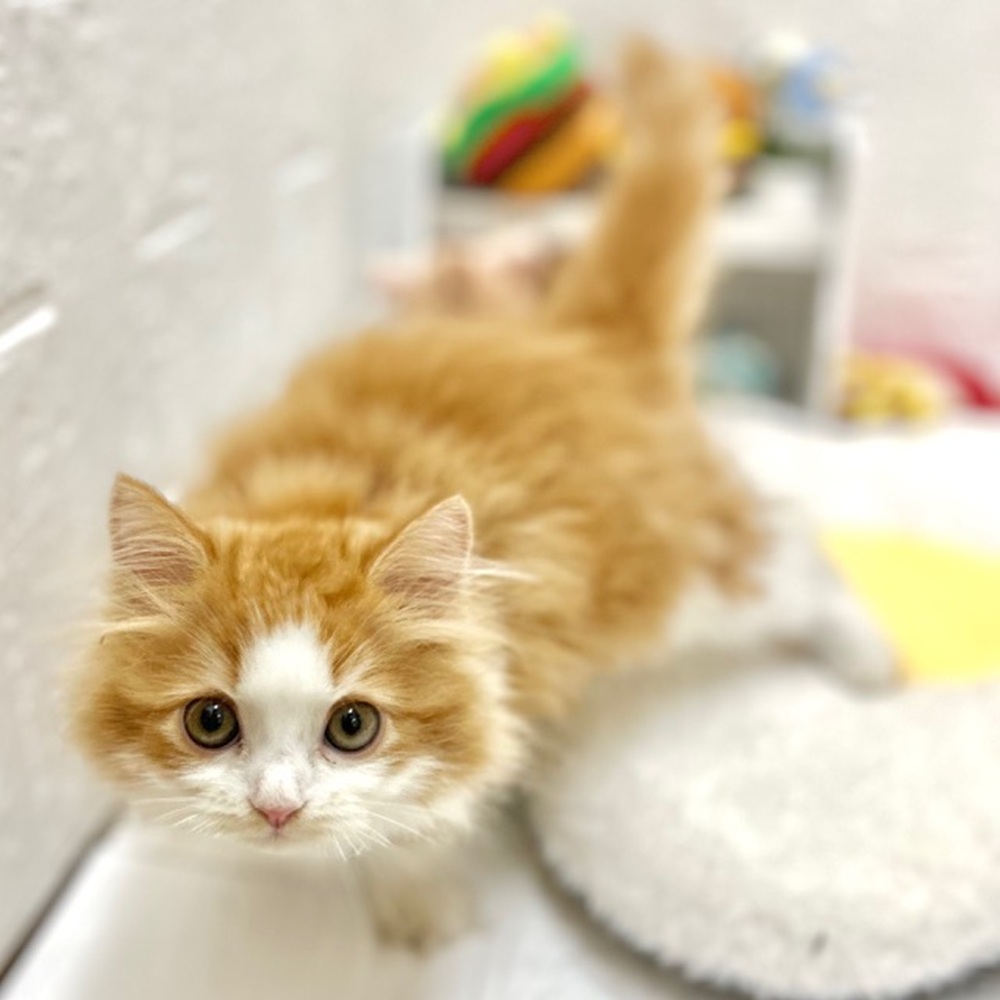 愛知県のスコティッシュフォールド (犬の家＆猫の里豊川インター店/2026年8月6日生まれ/男の子/レッドタビーホワイト)の子猫の3枚目の画像