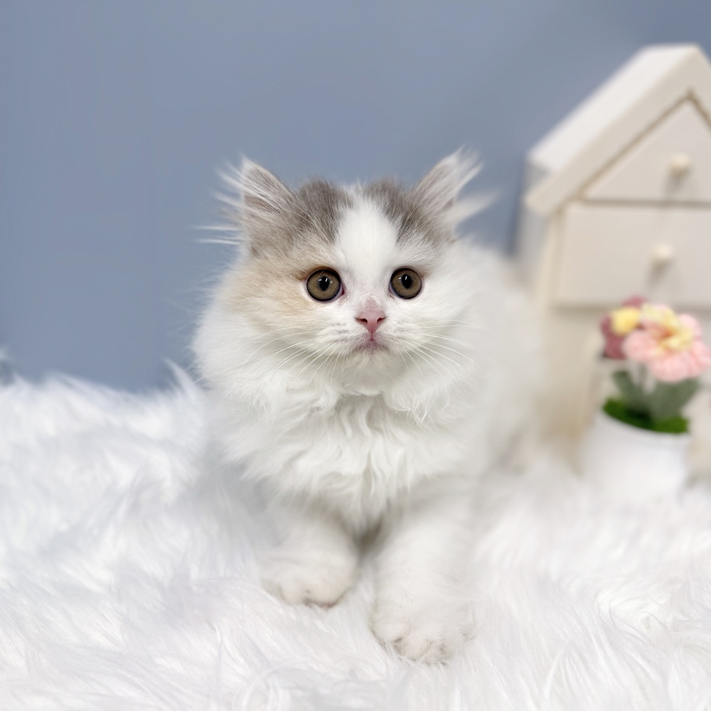 愛知県のスコティッシュフォールド (犬の家＆猫の里岡崎店/2026年8月7日生まれ/女の子/ブルーパッチドタビー&ホワイトバン)の子猫の3枚目の画像