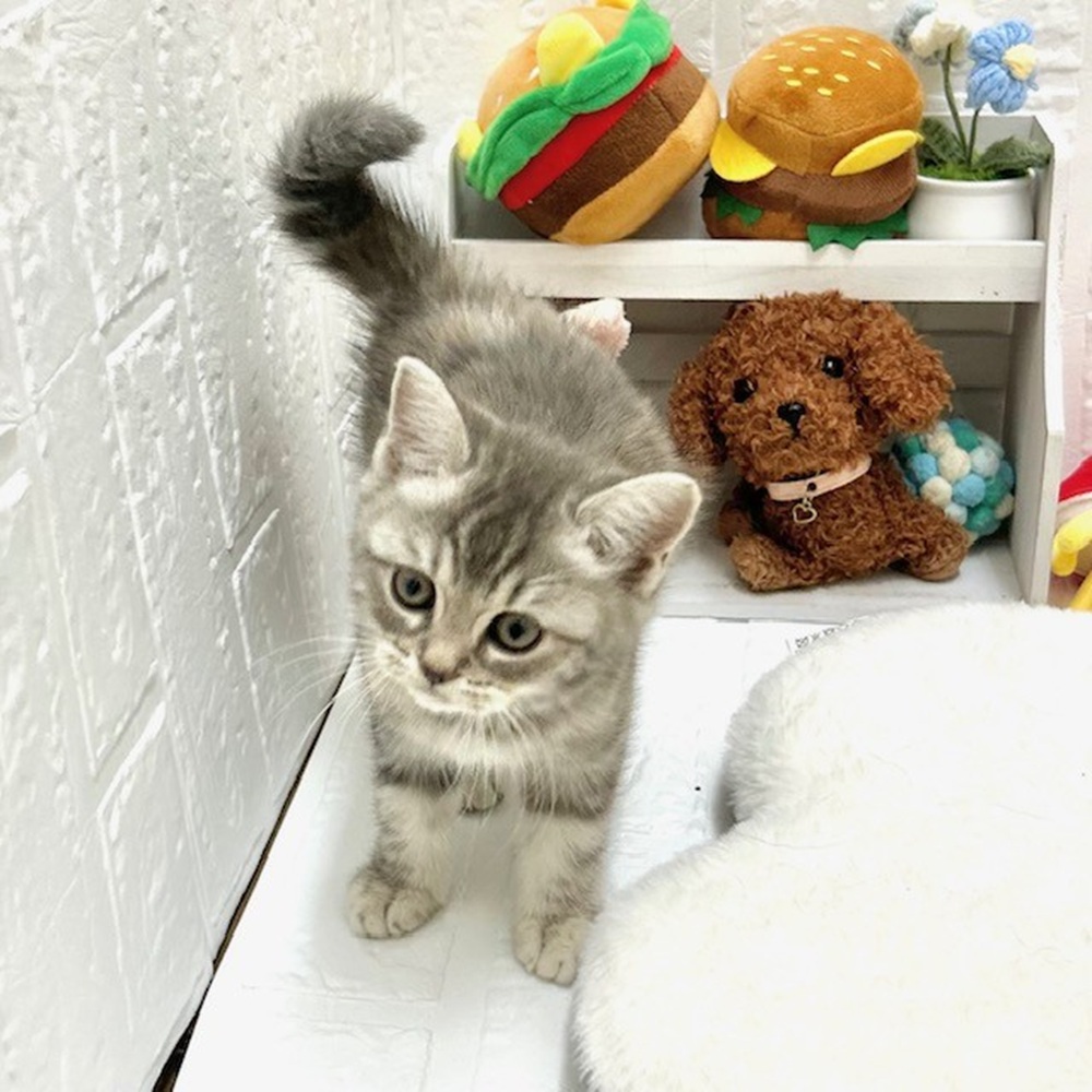 愛知県のマンチカン (犬の家＆猫の里豊川インター店/2026年8月8日生まれ/女の子/ブルーパッチドタビー)の子猫の3枚目の画像