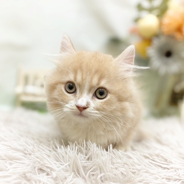 静岡県のマンチカン (犬の家＆猫の里藤枝店/2026年8月5日生まれ/男の子/クリームタビーホワイト)の子猫の3枚目の画像