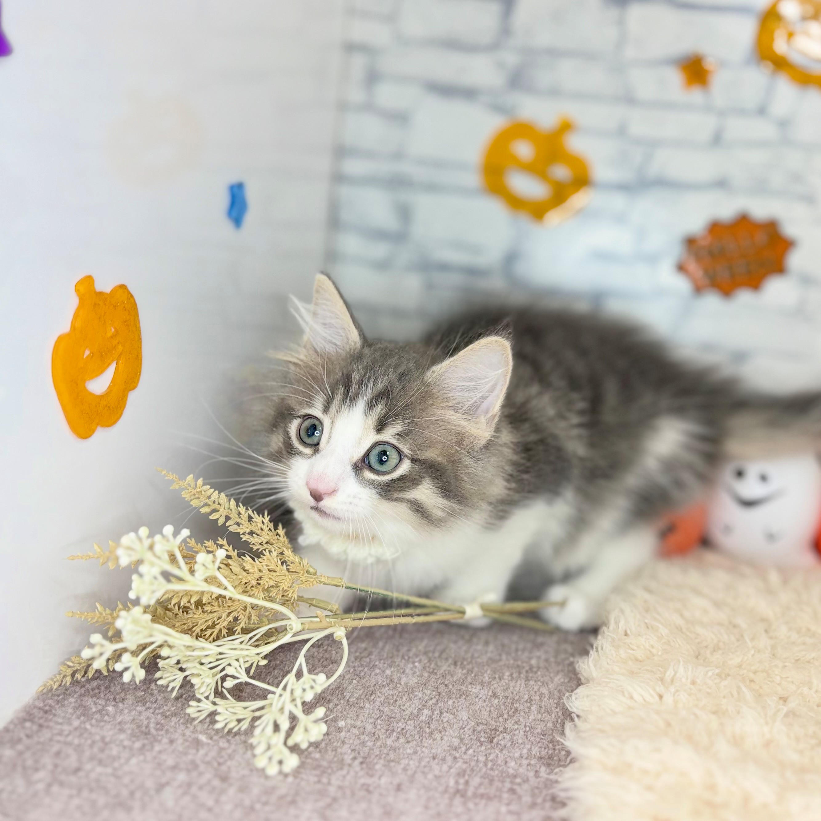 長野県のノルウェージャンフォレストキャット (犬の家＆猫の里長野店/2026年8月8日生まれ/男の子/ブルータビーホワイト)の子猫の3枚目の画像