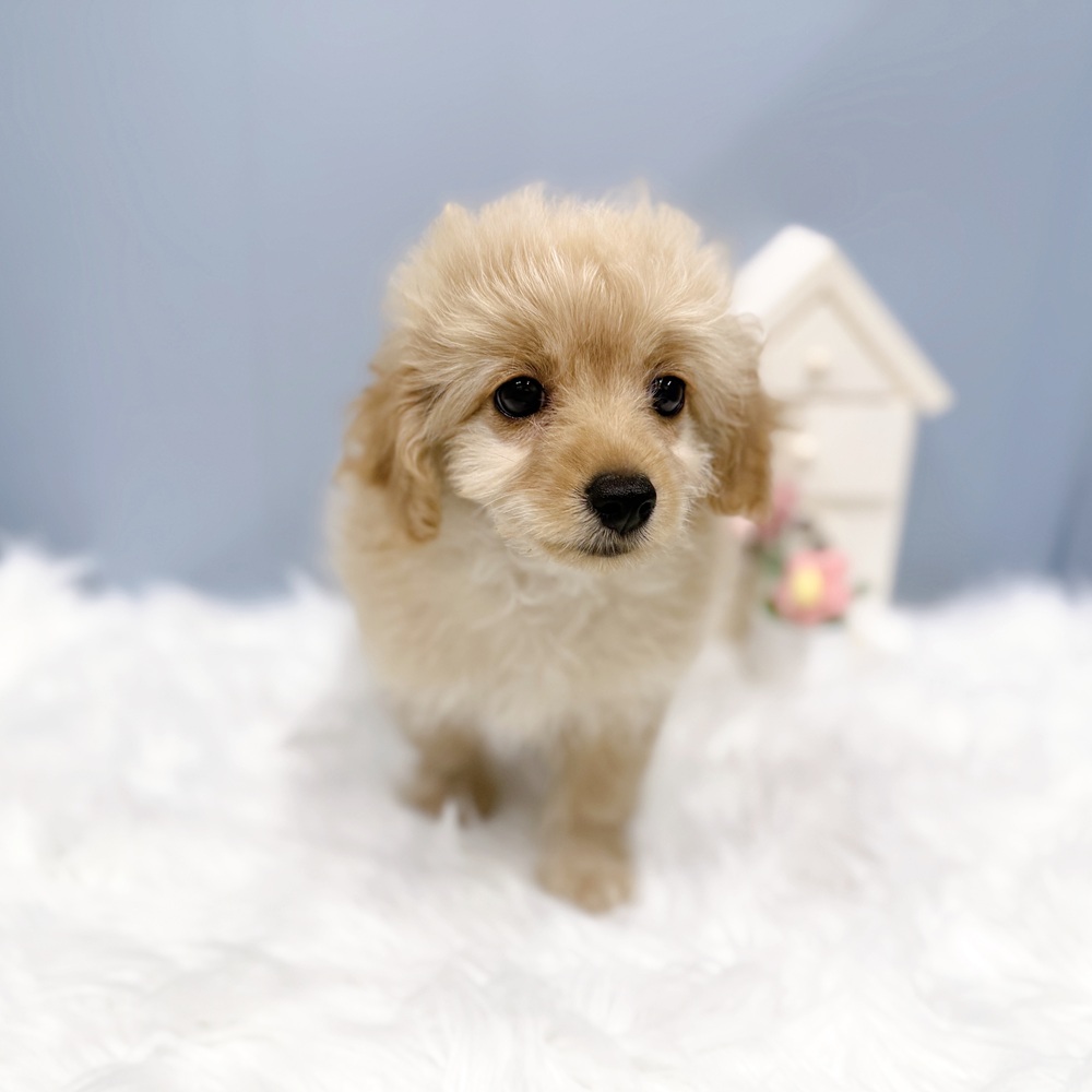 愛知県のポメプー(ポメラニアン×プードル) (犬の家＆猫の里岡崎店/2026年8月4日生まれ/男の子/アプリコット)の子犬の3枚目の画像